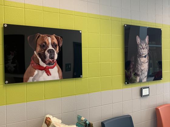 All animals pictured on the wall have been adopted from the Edmond animal shelter.