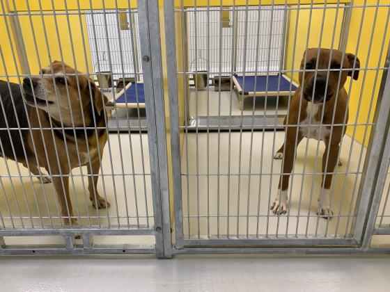Dogs inside shelter