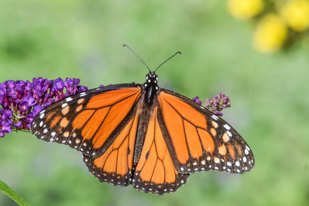 Monarch butterfly by Jay Pruett.