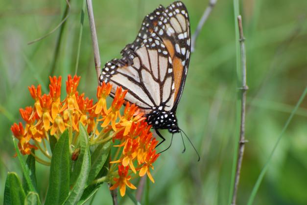 Monarch on butterfly milkweed. Photo submitted. 